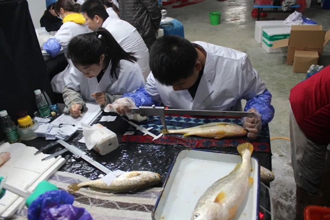 科研人员在进行大黄鱼选育测量工作