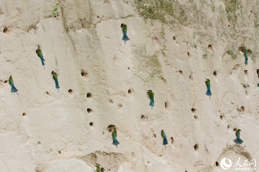 保护区内的岩壁上已有不少栗喉蜂虎筑巢安家。人民网 陈博摄