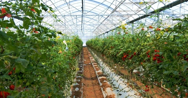 在農場裡種植有蓮霧、玉女番茄、芭樂等台灣水果共10多種，如今還在進行西瓜鳳梨的試種。