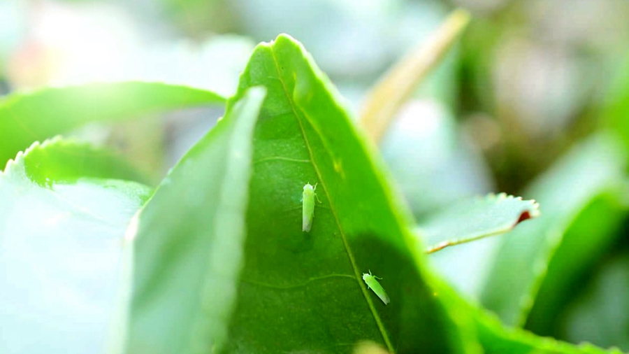 美人茶的特殊风味来自受到小绿叶蝉叮咬后，植物释放的一系列芳香物质