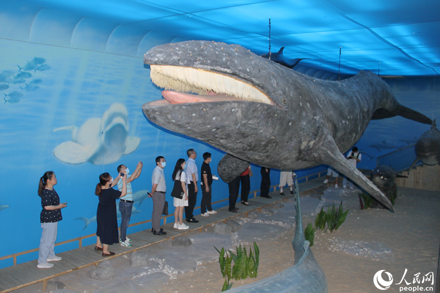 海洋三所鲸豚展馆展出的灰鲸标本。人民网 陈博摄