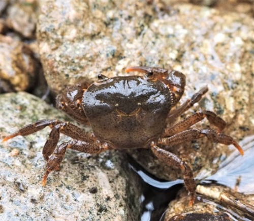 研究團隊在武夷山國家公園採集的福建華溪蟹。孫紅英攝