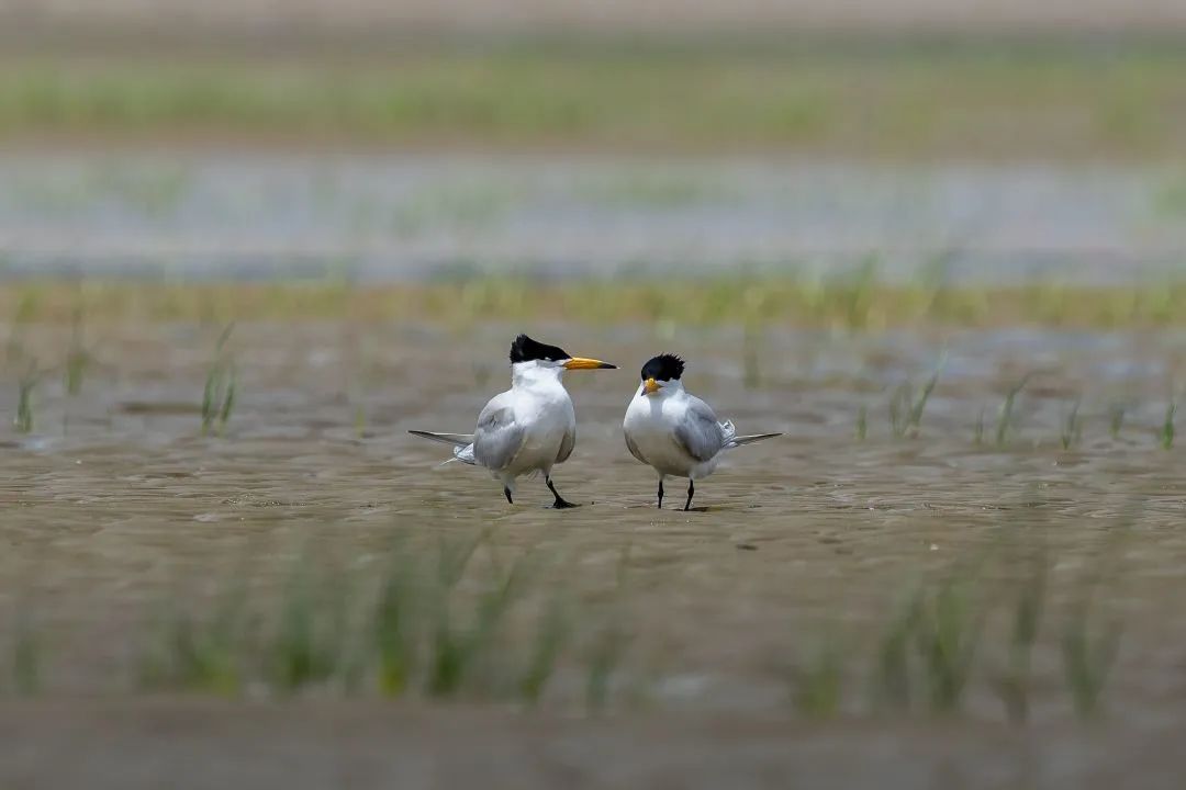 福建闽江河口国家湿地公园拍摄到的中华凤头燕鸥。郑培銮摄