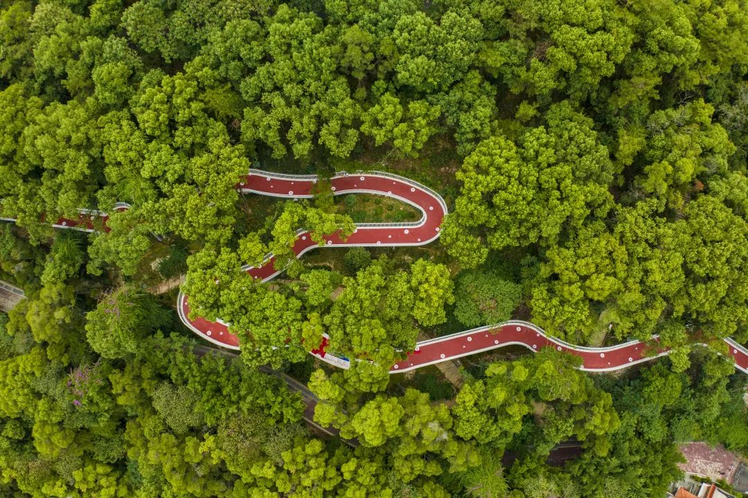 福州鼓岭。罗南军摄