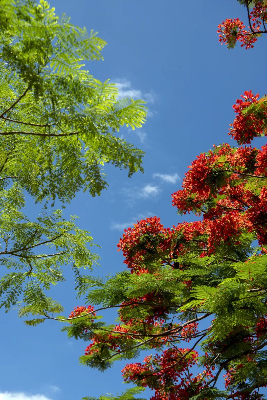 厦门湖滨中路凤凰花。庄建华摄