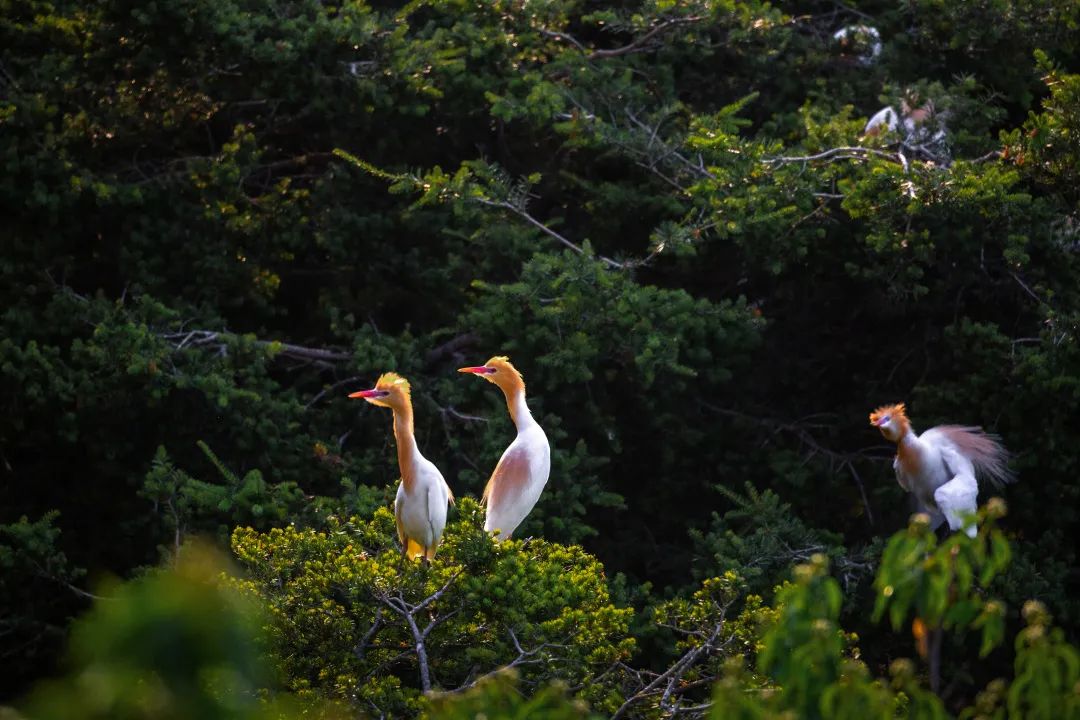 漳州白鹭森林公园。林旭东摄