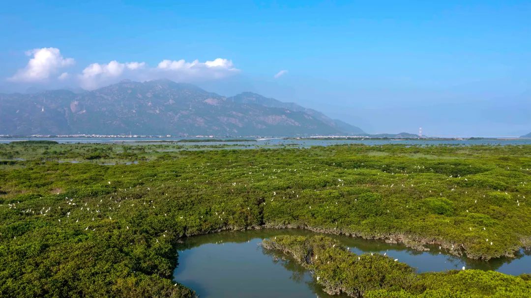 福建云霄漳江口红树林。方维摄