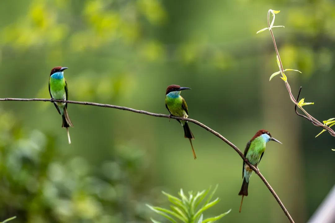在三明明溪县拍摄到的蓝喉蜂虎。江月兰摄