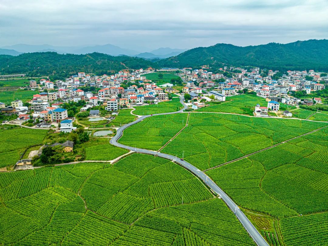 龙岩上杭县中都镇。蓝善祥摄