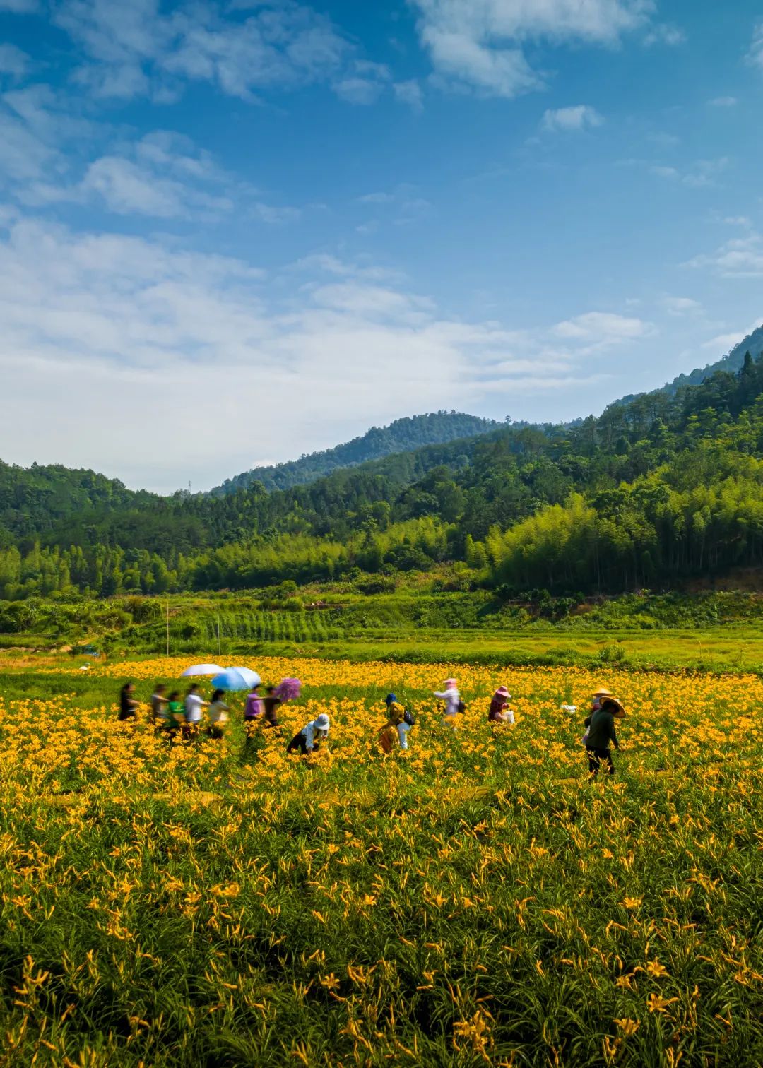 龙岩漳平市瑞都金针花海。华丽荣摄
