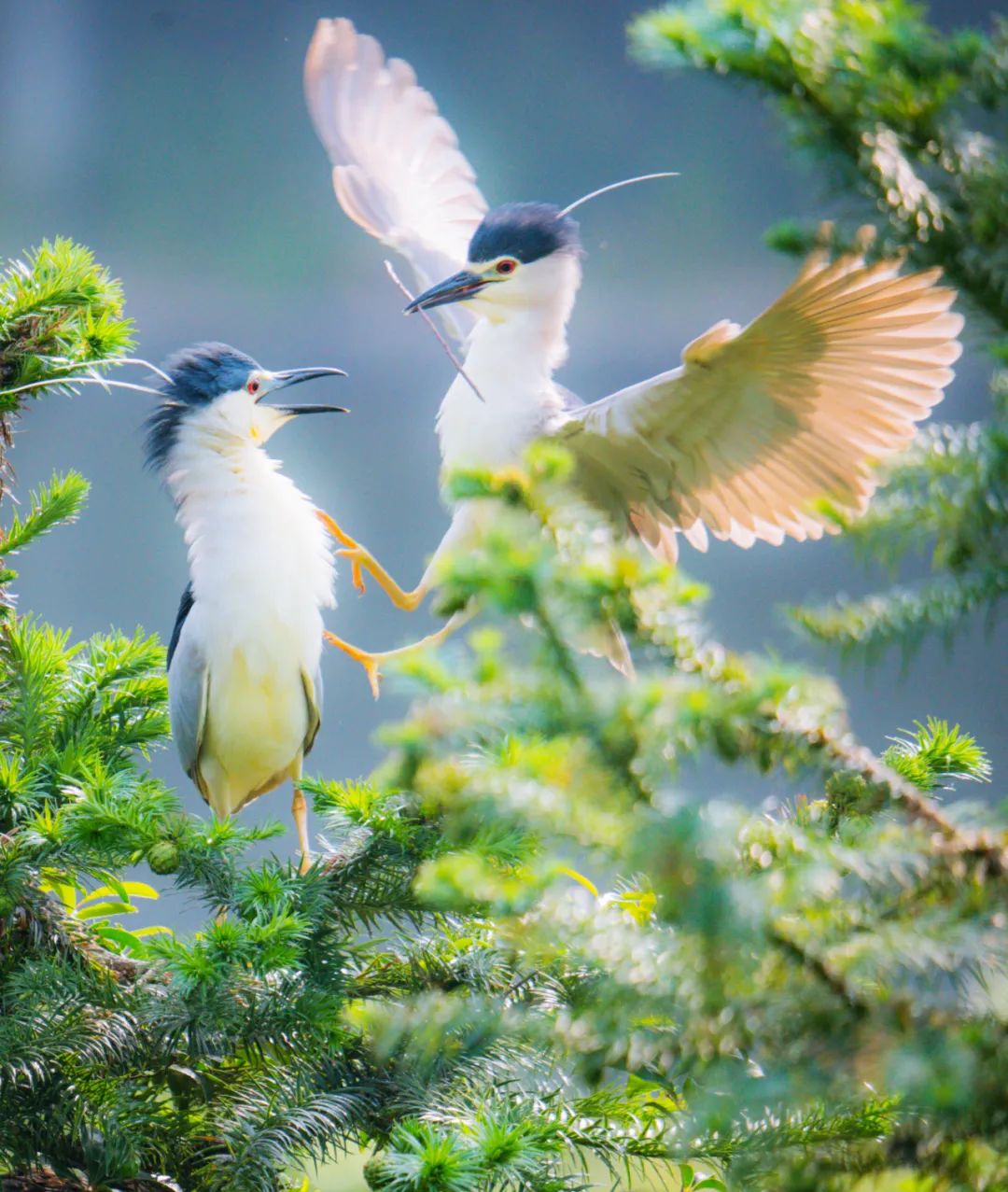 在宁德柘荣县仙屿公园拍摄到的夜鹭。张铭摄