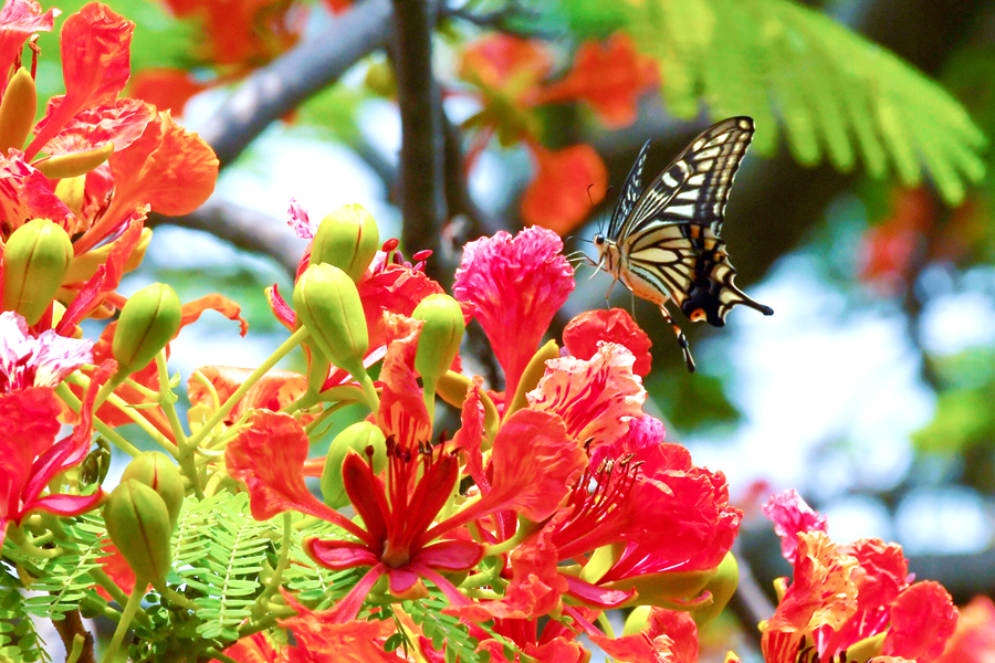 厦门白鹭洲公园内，蝴蝶在凤凰木花朵间吸食花蜜。胡婉琪摄