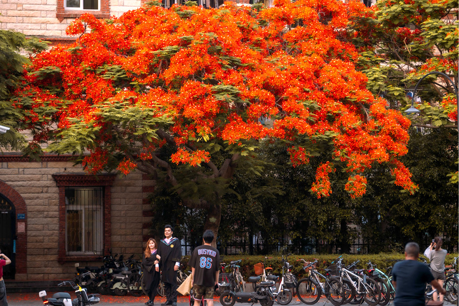 厦门大学毕业生身穿学士服，在凤凰花开的路口合影留念。林铭鸿摄