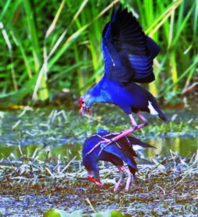 紫水鸡在张埭桥水库快乐地生活。郭强摄
