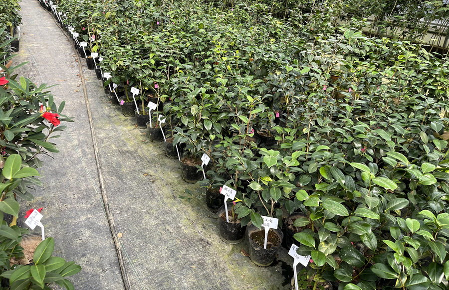 “两岸山茶花生产技术标准共通试点”将推动山茶花产业从传统粗放型向现代集约型转变。福建省林业局供图