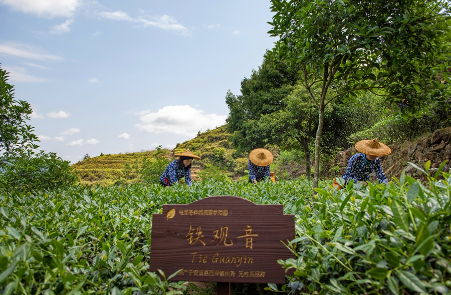 致力于茶园精细化管理，安溪县持续推广茶园种树、梯壁留草、种草。安溪县委宣传部供图