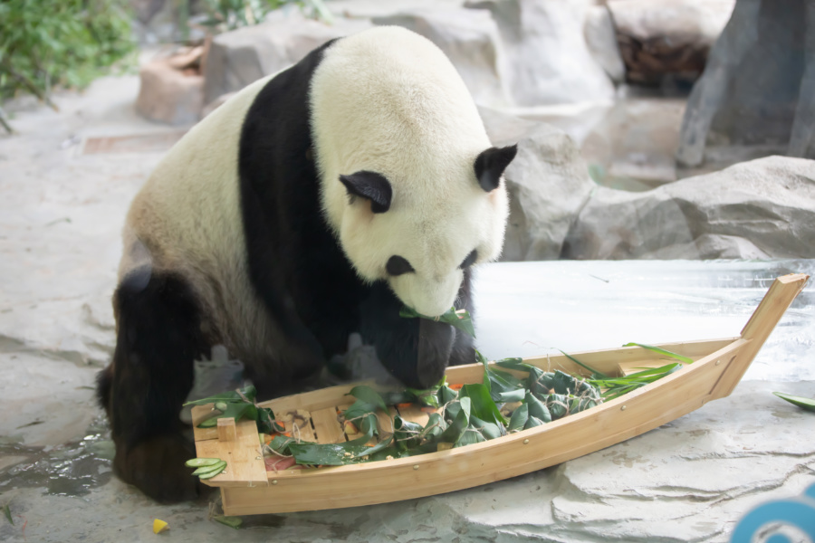 1端午来临,国宝大熊猫享用“龙舟”大餐。集美区融媒体中心供图