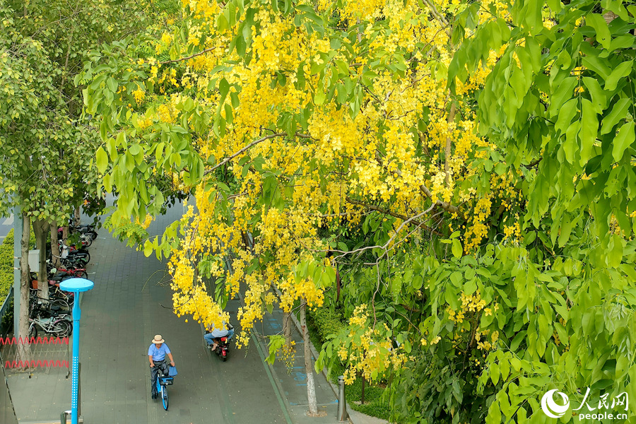 厦门市莲前东路腊肠树开花满树。人民网 陈博摄