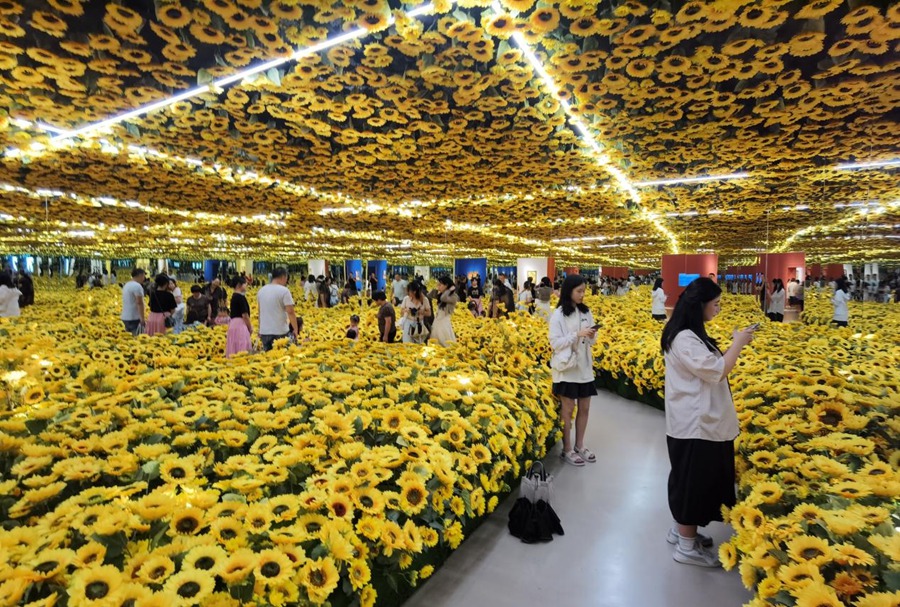 市民现场打卡“向日葵花海”。中建海峡供图