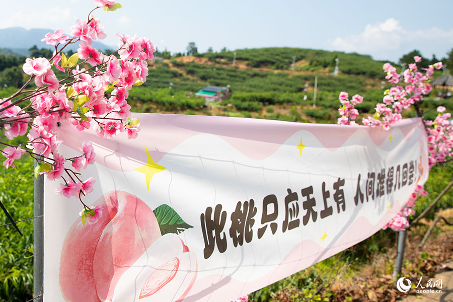 “又美又甜，快来古田”第二届乡村振兴盛会——古田水蜜桃采摘节在福建古田县凤都镇际面村开幕。人民网 焦艳摄