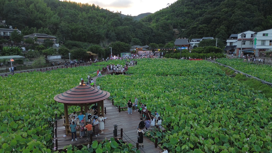 游客在賞荷拍照。寧德市文旅局供圖