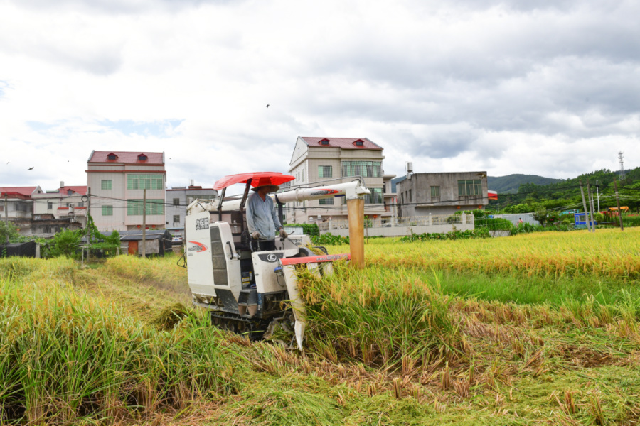 搶收現場，穿梭於稻田間的收割機發出陣陣轟鳴。夏海濱攝