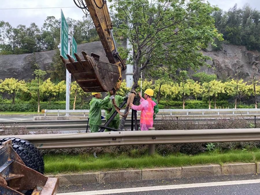 大家齊心協力“拯救”受損和倒塌的樹木。中建海峽廈門公司供圖