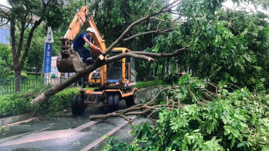 工作人員清理倒伏的行道樹枝。思明區融媒體中心供圖