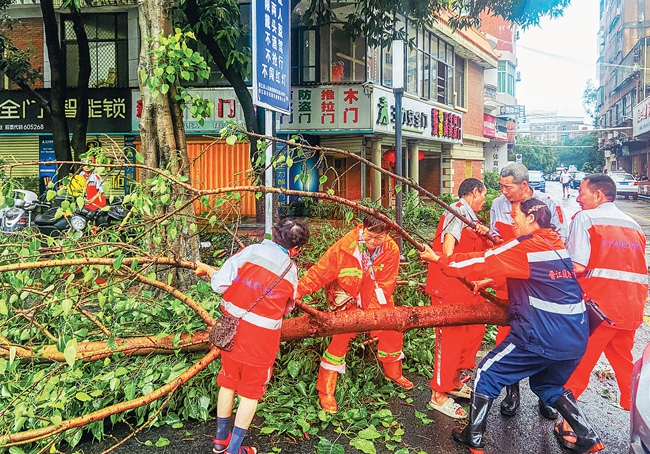 泉安中路，众人合力将倒伏树木移到路边。