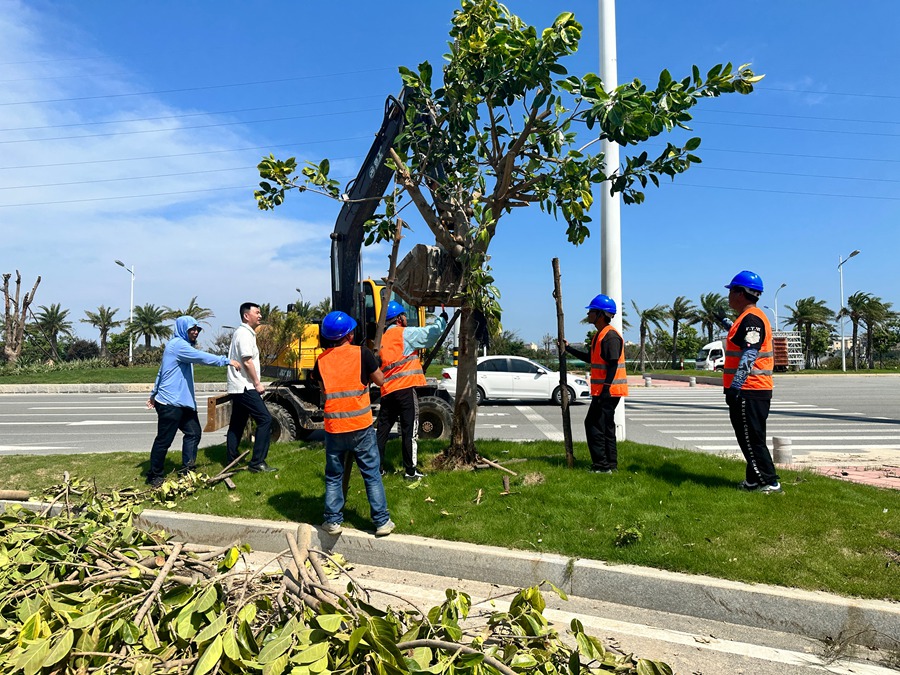 中建海峡资产运营公司青年突击队全力开展树木清理及扶植工作。中建海峡供图
