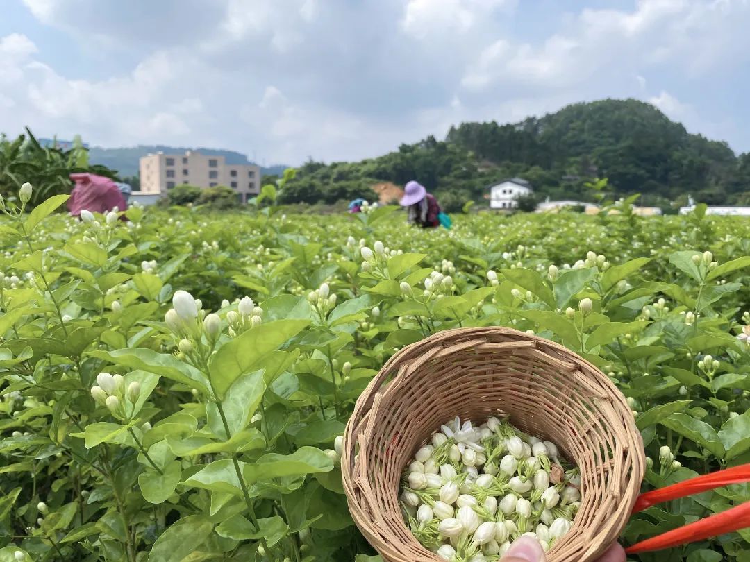 新闽莉茉莉花基地内，花农在采摘茉莉花。长乐区融媒体中心供图