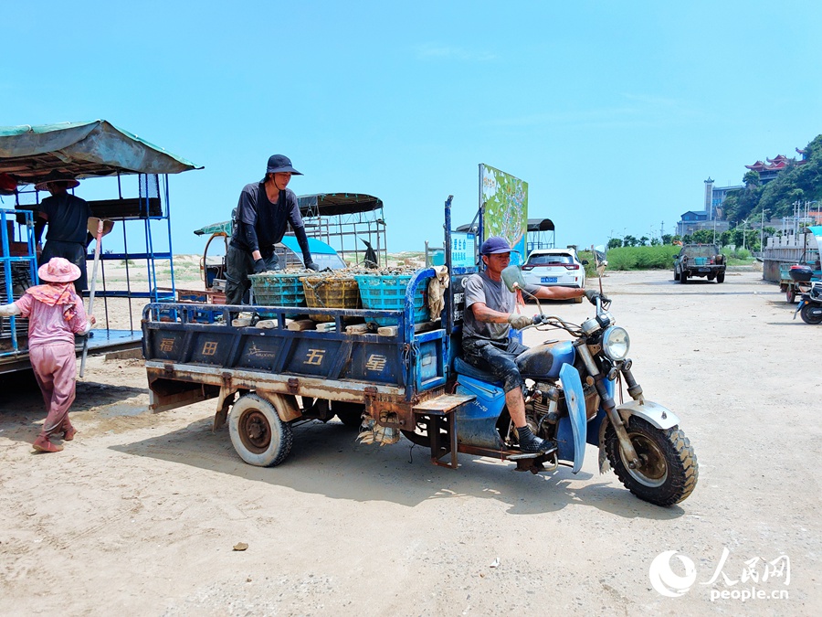 新鲜“出土”的蛏子坐上农用三轮车“奔赴”交易市场。人民网 叶青卿摄