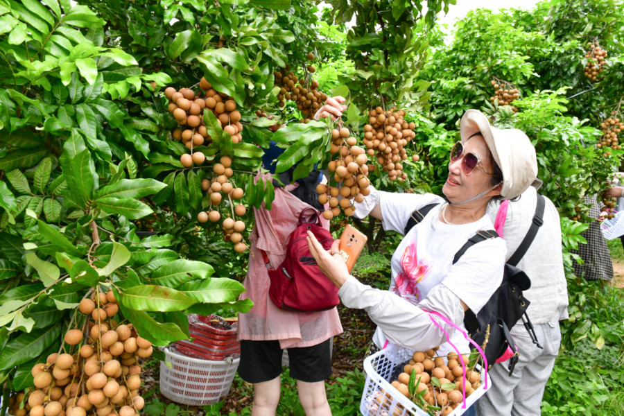 百余名市民提上篮子，开心地体验亲手采摘龙眼的乐趣。夏海滨摄