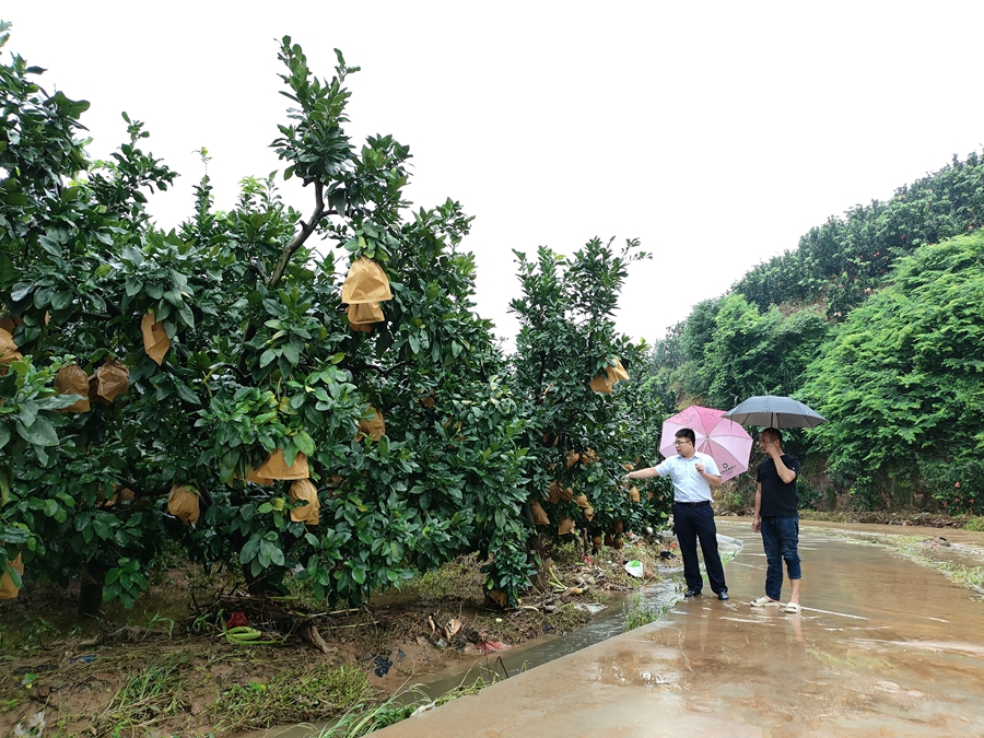 建行漳州平和支行走访柚农种植基地,了解受灾受损情况。