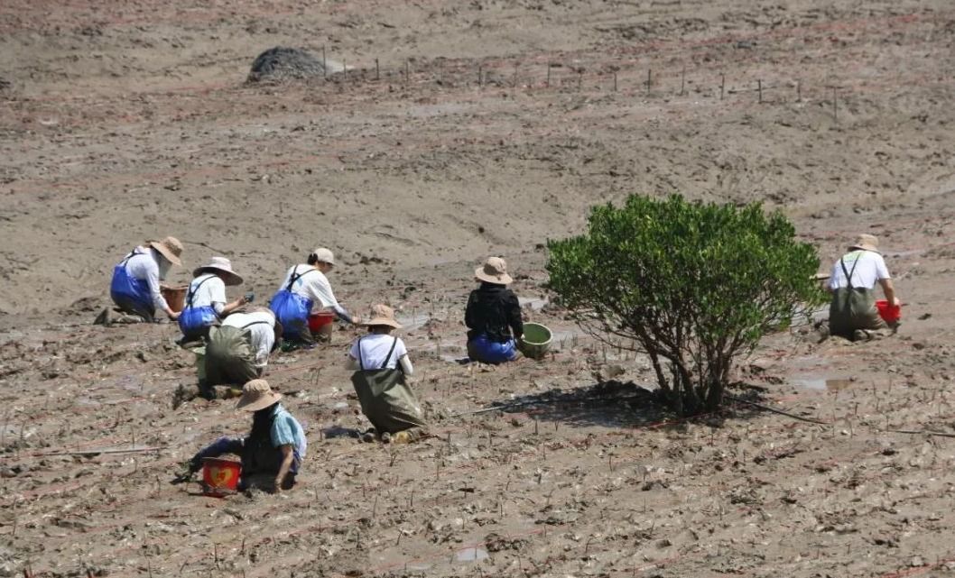 工人在滩涂上种植红树林。福鼎市林业局供图