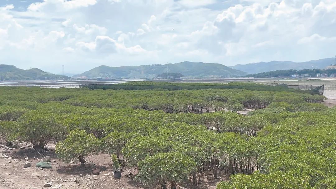 福鼎市前岐镇柯湾村，成片的红树林蔚为壮观。福鼎市林业局供图