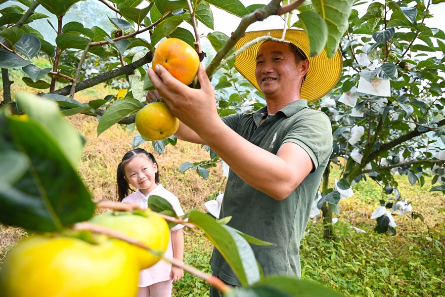 秋意濃、柿子紅。福州市閩侯縣大湖鄉江洋農場的綠川甜柿基地迎來了豐收季，預計今年產量可達10多萬斤。吳婧攝