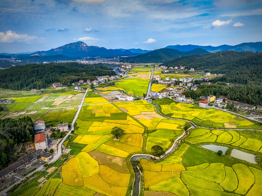 莆田市仙游縣鐘山鎮的稻田“漸變鍍綠黃”。鄭金相攝