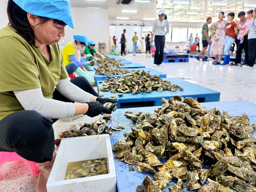 在一家牡蠣加工企業，工人們忙著為牡蠣去殼。詔安縣委宣傳部供圖