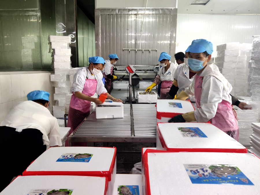 在一家牡蠣加工企業，工人們忙著打包牡蠣。詔安縣委宣傳部供圖