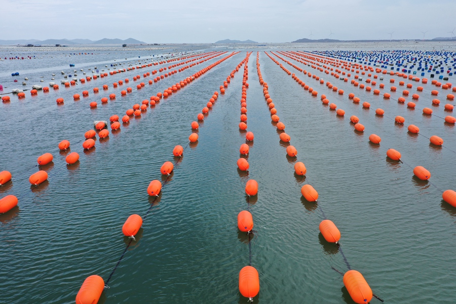 詔安縣一處牡蠣“海上牧場”。該縣海上牡蠣養殖面積約4.8萬畝。詔安縣委宣傳部供圖