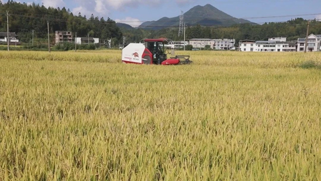 騏福生態農業園中，收割機作業忙。騏福生態農業園