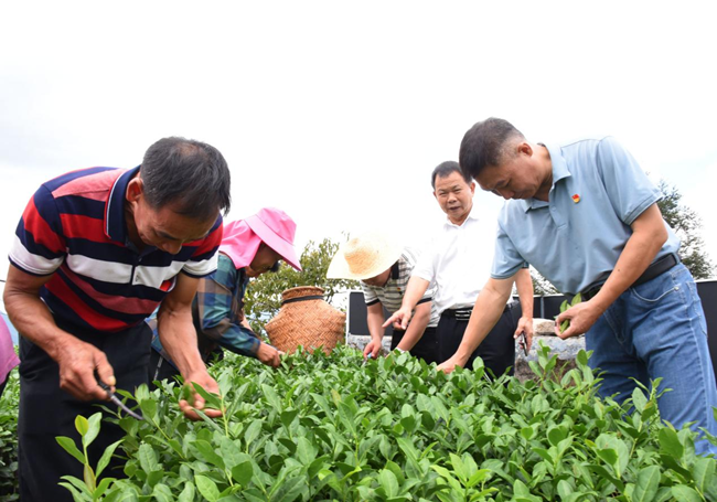 安溪县农民讲师团成员陈清元走进茶园进行宣讲。安溪县委宣传部供图