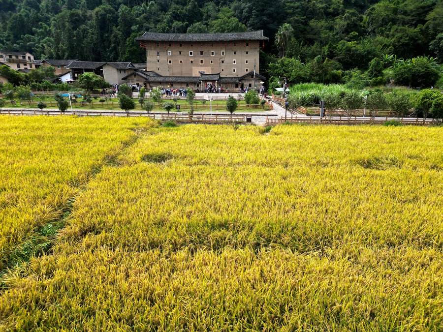 世遺土樓和貴樓前，一片金黃色景致。南靖縣融媒體中心供圖