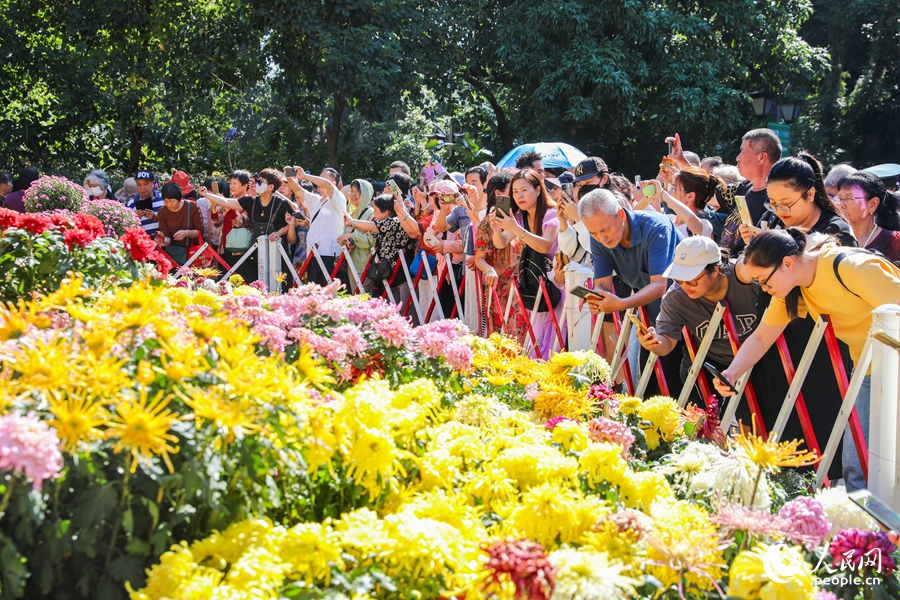 福州西湖金秋菊花展吸引市民及游客踏秋赏菊。人民网记者 焦艳摄