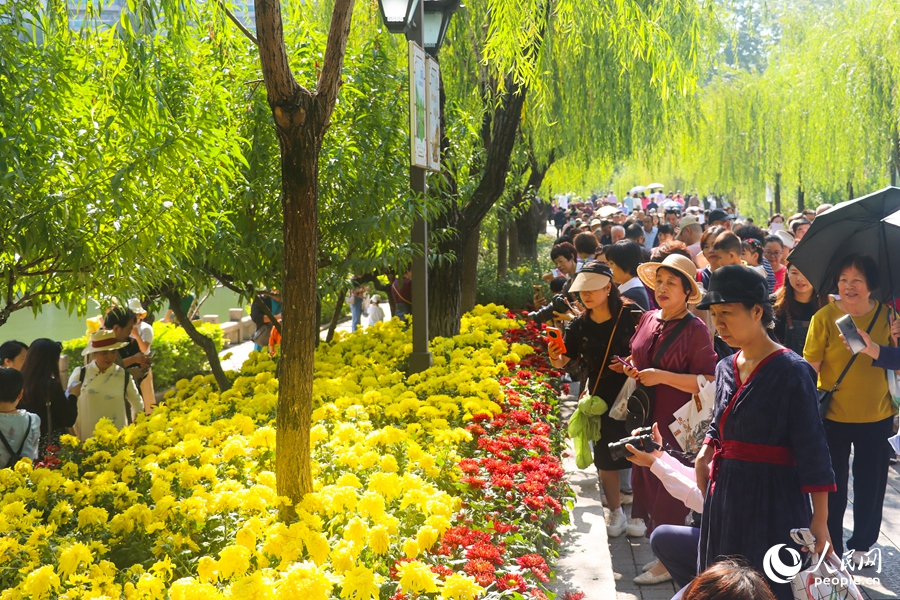 福州西湖金秋菊花展吸引市民及游客踏秋赏菊。人民网记者 林晓丽 摄