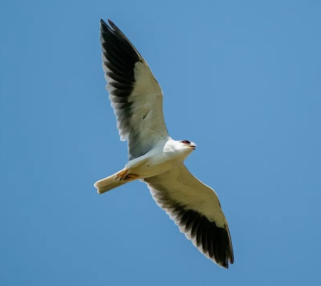 黑翅鸢。林长洛摄