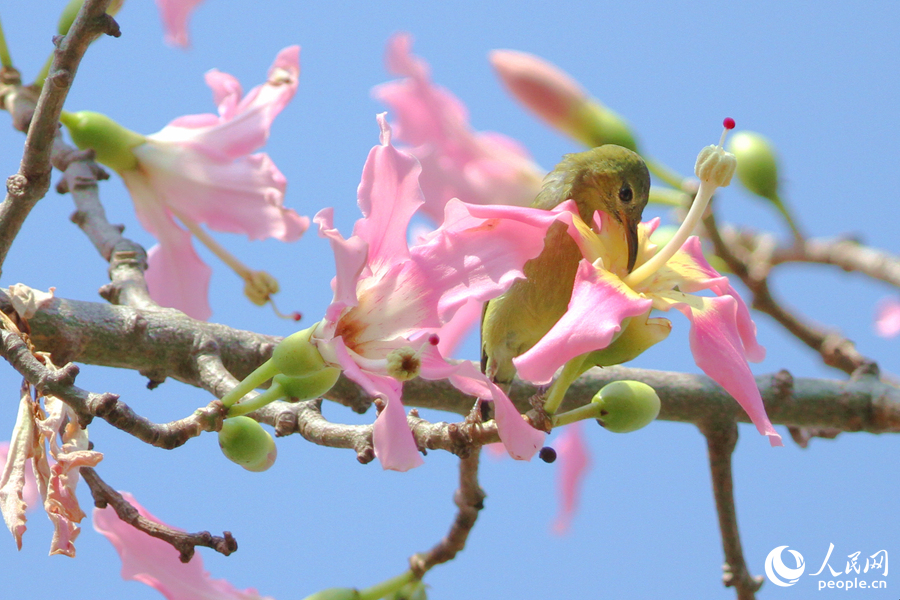 廈門白鷺洲公園內，叉尾太陽鳥在枝頭採食花蜜。人民網記者 陳博攝