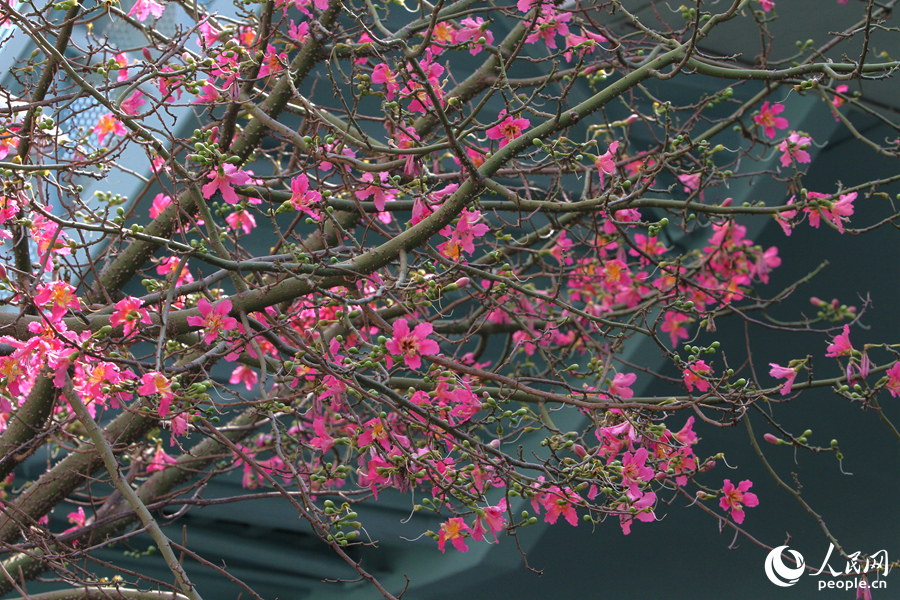 厦门莲前西路“美人树”花朵缀满枝头。人民网记者 陈博摄