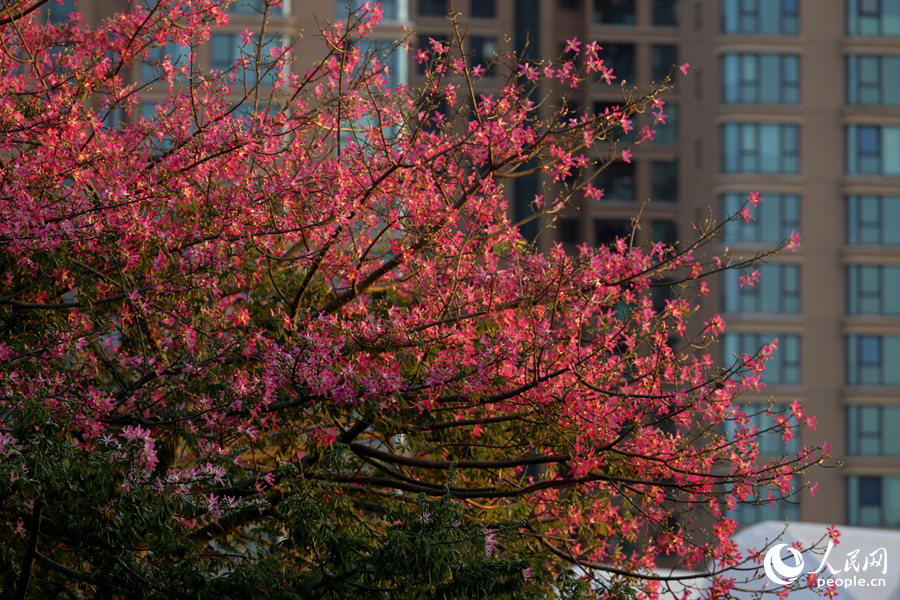 厦门市总工会旁，夕阳下的“美人树”浪漫如画。人民网记者 陈博摄